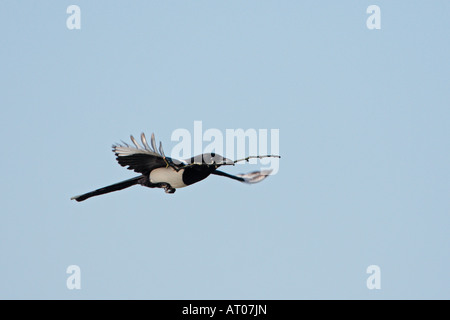Magpie Pica pica battant avec des bâtons pour nicher contre un beau ciel bleu Verulamium Park, St Albans Banque D'Images