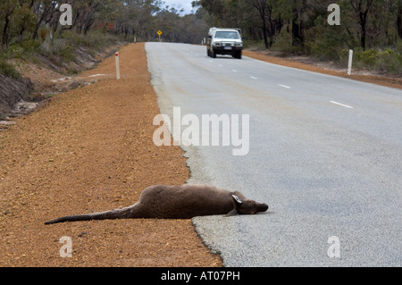 Mammifères morts Macropus fuliginosus kangourous gris de l'Ouest victime de la route du Parc National de Stirling en Australie occidentale Banque D'Images