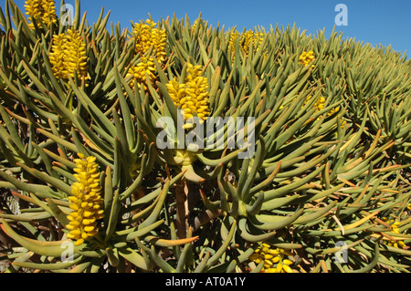 Aloe dichotoma Masson var. ramosissima ( Pillans), un arbre avec des fleurs jaune vif d'Aloès Banque D'Images