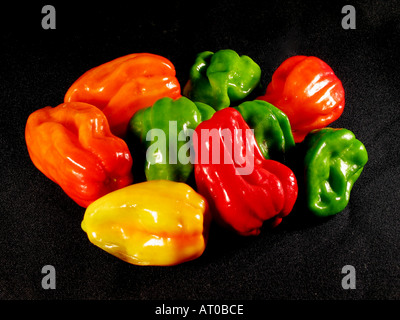 Aji Chombo également connu sous le nom de piment Scotch Bonnet ou Habanero Pepper Banque D'Images