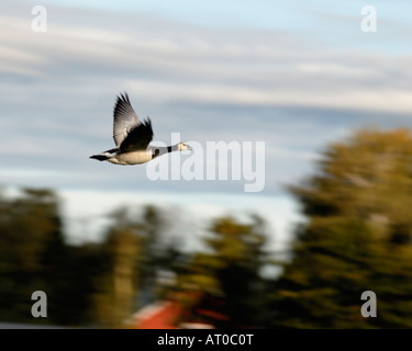 Une bernache nonnette Branta leucopsis en vol, Helsinki, Finlande, Europe. Banque D'Images