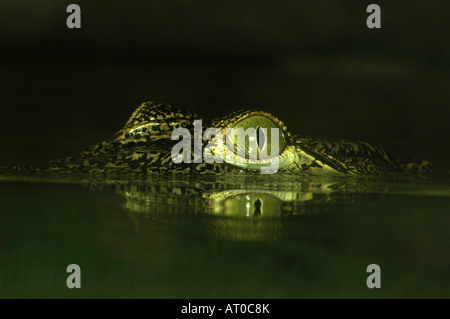 Submergé Crocodile du Nil Crocodylus niloticus avec seulement les yeux visibles au-dessus de l'eau Banque D'Images