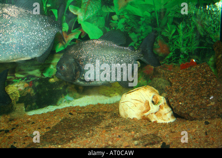 Poissons tropicaux Piranha nage au Serrasalmus nattereri scull humaine Banque D'Images