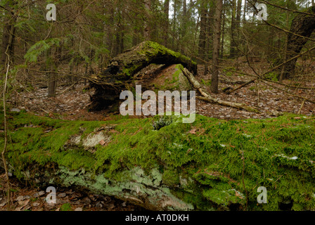 La mousse sur le tronc d'un arbre, Porvoo, Finlande, Europe. Banque D'Images