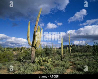 Une vue de Saguaro Cactus dans le désert de Sonora de Saguaro National Park Ouest, près de Tucson en Arizona Banque D'Images