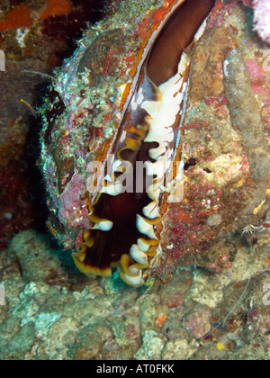 Huître épineuse Variable, Spondylus varians février 2008, îles Similan, la mer d'Andaman, Thaïlande Banque D'Images