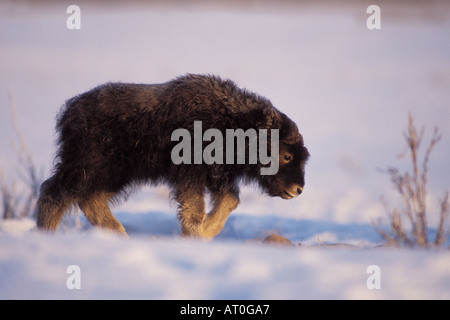 Le bœuf musqué Ovibos moschatus veau nouveau-né promenades sur la plaine côtière du versant nord de la chaîne de Brooks centre de l'Arctique en Alaska Banque D'Images