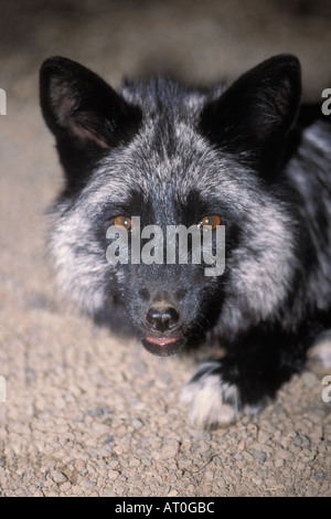 Le renard roux Vulpes vulpes headshot Alaska Banque D'Images