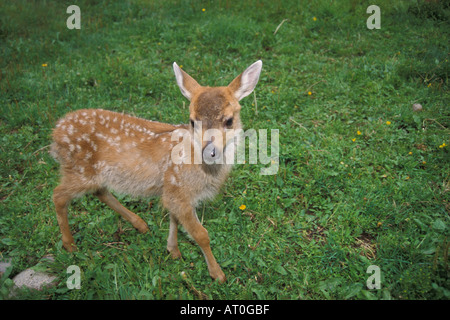 Noire de Sitka cerf de Virginie Odocoileus hemionus sitkensis fawn Alaska Banque D'Images
