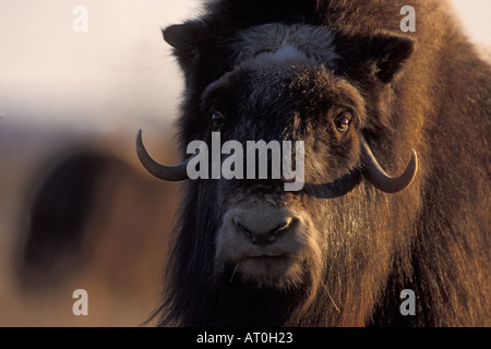 Le bœuf musqué Ovibos moschatus vache sur la plaine côtière du versant nord de l'Alaska arctique central de Brooks Banque D'Images