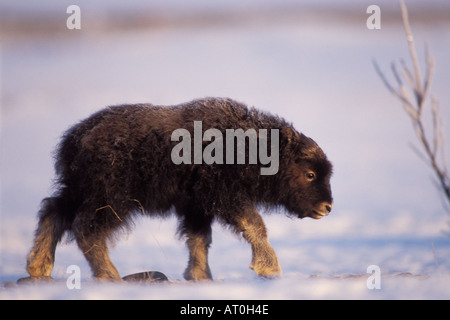 Le bœuf musqué Ovibos moschatus veau nouveau-né marche sur la plaine côtière du versant nord de la chaîne de Brooks centre de l'Arctique en Alaska Banque D'Images