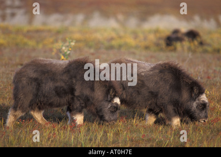 Le bœuf musqué Ovibos moschatus veaux mangent les plantes de la toundra d'automne sur le versant nord de la plaine côtière de l'Alaska arctique central Banque D'Images