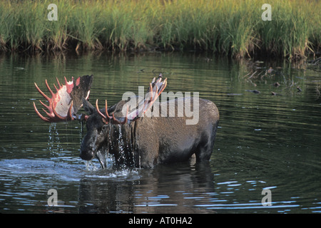 Bull moose Alces alces qui vient de perdre ses velvet se nourrit de la végétation aquatique dans une bouilloire étang Parc National Denali en Alaska Banque D'Images