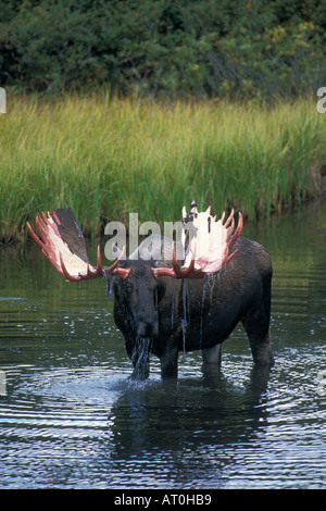 Bull moose Alces alces qui vient de perdre ses velvet se nourrit de la végétation aquatique dans une bouilloire étang Parc National Denali en Alaska Banque D'Images