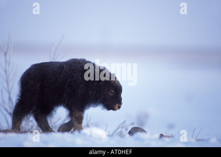 Le bœuf musqué Ovibos moschatus veau nouveau-né des promenades dans la neige sur la plaine côtière Versant Nord de la chaîne de Brooks en Alaska Banque D'Images