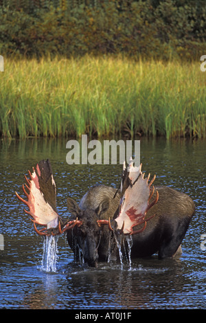 Bull moose Alces alces qui vient de perdre ses velvet se nourrit de la végétation aquatique dans une bouilloire étang Parc National Denali en Alaska Banque D'Images