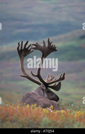 Caribou des bois Rangifer tarandus bull reposent à l'intérieur de l'Alaska, Denali National Park Banque D'Images