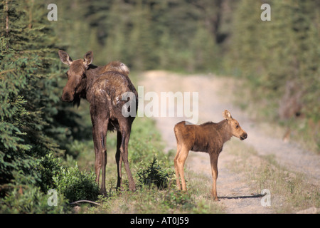 Moose Alces alces vache et un veau nouveau-né se tenir le long d'une route forestière de saleté sur la péninsule de Kenai Southcentral Alaska Banque D'Images