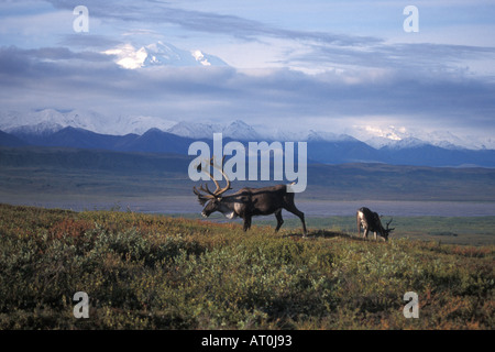 Caribou des bois Rangifer tarandus paire se nourrissant de végétation avec Mt McKinley en arrière-plan le parc national Denali en Alaska Banque D'Images