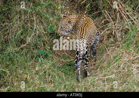 Leopard marche à talek river banks, Masai Mara, Kenya Banque D'Images