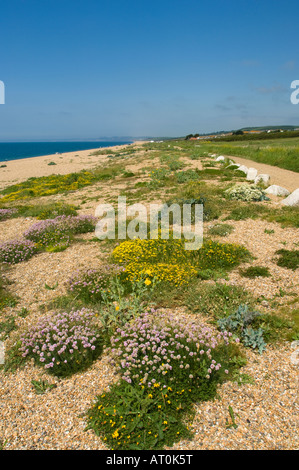 Plantes à fleurs à shingle, plage de Chesil, Dorset, UK Banque D'Images