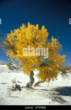 Le peuplier Populus deltoides en couleurs d'automne dans la région de White Sands National Monument Nouveau Mexique Banque D'Images