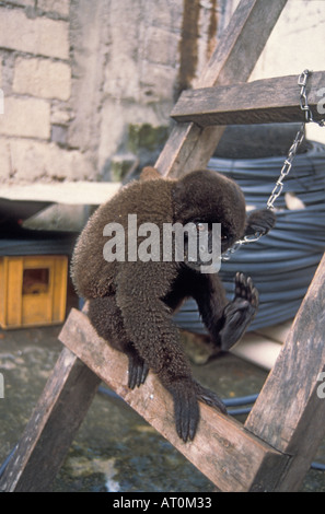 Singe laineux Lagothrix lagotricha captive dans une ville de l'Equateur Equateur Amérique du Sud Banque D'Images