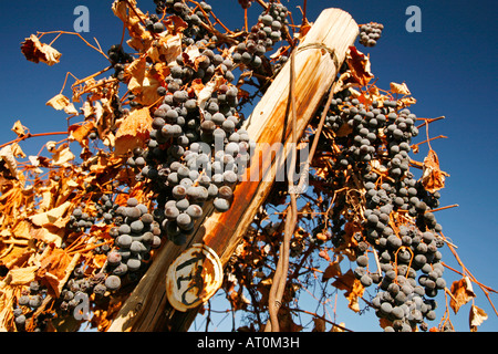 Vignes en automne, la vallée de Yakima, Washington State Banque D'Images