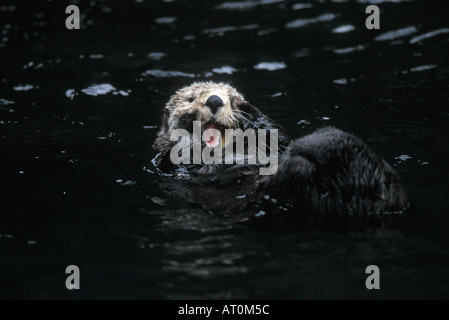 Loutre de mer (Enhydra lutris) palefreniers lui-même dans les eaux de Kenai Fjords National Park centre sud de l'Alaska Banque D'Images