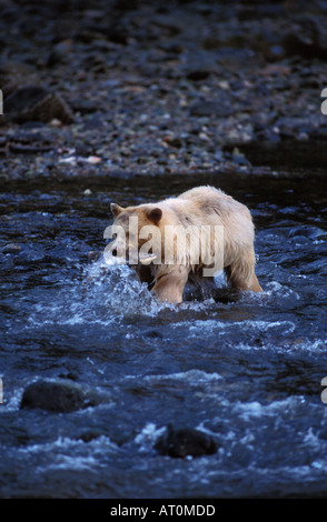 L'ours noir ours Kermode Ursus americanus semer dans une rivière à saumon dans sa bouche le centre de la côte de la Colombie-Britannique Canada Banque D'Images