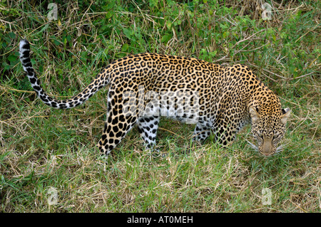 Leopard marche à talek river banks, Masai Mara, Kenya Banque D'Images