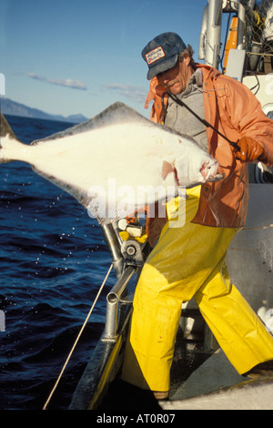 Navire de pêche commerciale de l'équipage à dos bleu tire du flétan du Pacifique (Hippoglossus stenolepis attraper Kachemak Bay en Alaska Banque D'Images