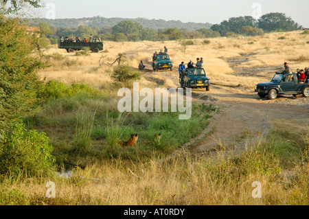 Grand angle horizontal de touristes en safari dans le parc national de Ranthambore avec deux têtes de tigres du Bengale Royal visible dans l'herbe Banque D'Images