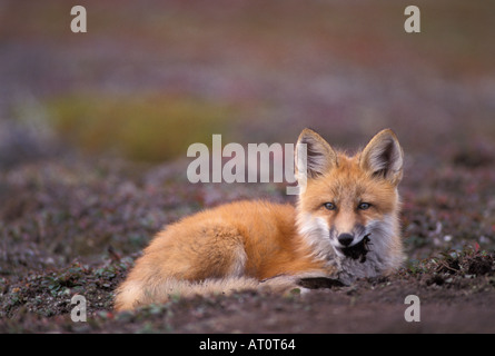 Le renard roux Vulpes vulpes en automne les couleurs de la toundra sur le versant nord de la chaîne de Brooks l'Alaska arctique Banque D'Images