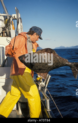 Bateau de pêche commerciale Blueback équipage transporte des engins de palangre avec le flétan du Pacifique Hippoglossus stenolepis Kachemak Bay Cook Inlet Southcentro Alaska Banque D'Images