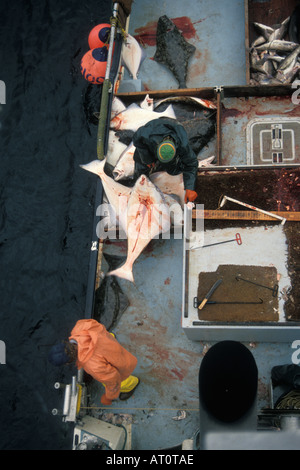 Navire de pêche commerciale de l'équipage à dos bleu tire de longues lignes de flétan du Pacifique (Hippoglossus stenolepis Kachemak Bay en Alaska Banque D'Images