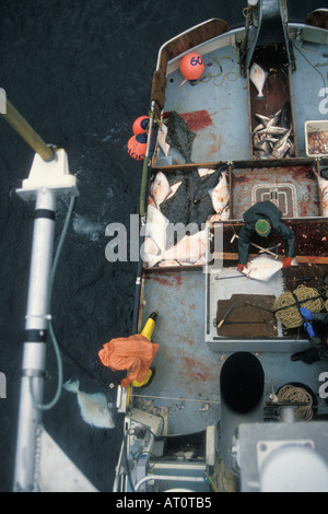 Navire de pêche commerciale de l'équipage à dos bleu tire de longues lignes de flétan du Pacifique (Hippoglossus stenolepis Kachemak Bay en Alaska Banque D'Images