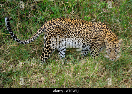 Leopard marche à talek river banks, Masai Mara, Kenya Banque D'Images