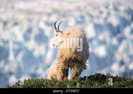 La chèvre de montagne Oreamnos americanus femelle avec jeune broute des colline glacier Exit Kenai Fjords National Park Alaska Banque D'Images