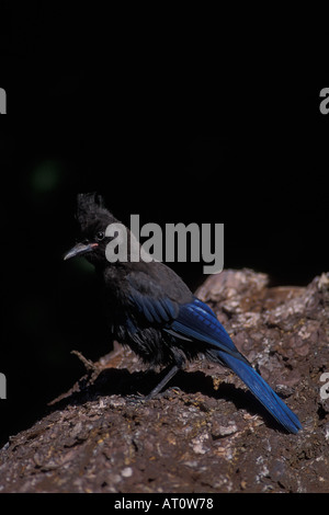 Stellers jay Cyanocitta cristata sur une bûche près de Millers Landing Seward Kenai Peninsula Southcentral Alaska Banque D'Images