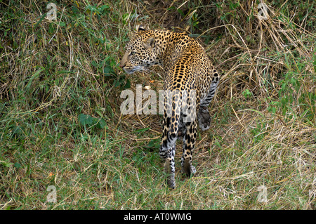 Leopard marche à talek river banks, Masai Mara, Kenya Banque D'Images