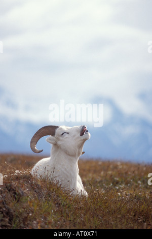 Dall Ovis dalli ram bâillement comme il se trouve dans la toundra de l'Alaska intérieur Denali National Park Banque D'Images