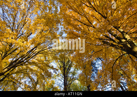Vue sur les sommets de l'automne Érable dans Bernheim Arboretum and Research Forest Bullitt Comté Ohio Banque D'Images
