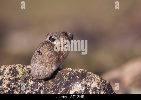 Le pica d'Ochotona princeps sur adultes rock Rocky Mountain National Park Colorado USA Juin 2007 Banque D'Images