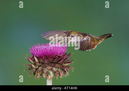 Large-tailed Hummingbird colibri Selasphorus platycercus en vol femelle se nourrissant de musc Chardon Mountain National Park Colorado Banque D'Images
