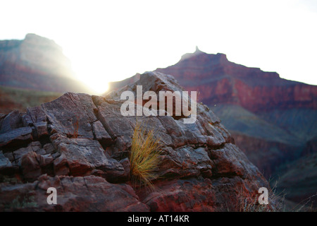 Vue DU SENTIER DU RUISSEAU CLAIR AU LEVER DU SOLEIL PRÈS DE LA GORGE DE CLEAR CREEK ET LA FIN DU SENTIER profondément dans GRAND CANYON GRAND CANYON Banque D'Images