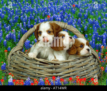 Un groupe de Cavalier King Charles Spaniel puppies Banque D'Images