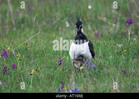 Le nord de sociable Vanellus vanellus avec de jeunes adultes dans le parc national du lac de Neusiedl Burgenland Autriche Avril 2007 Banque D'Images