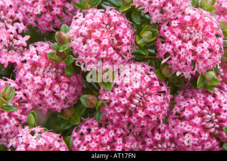 Pimelea ferruginea fleurs jardin des plantes cultivées Mt Barker l'ouest de l'Australie Banque D'Images