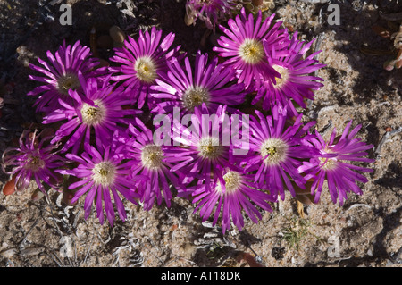 Tété Carpobrotus glaucescens (angulaire) fleurs côte du Lac Grace Australie Occidentale Octobre Banque D'Images